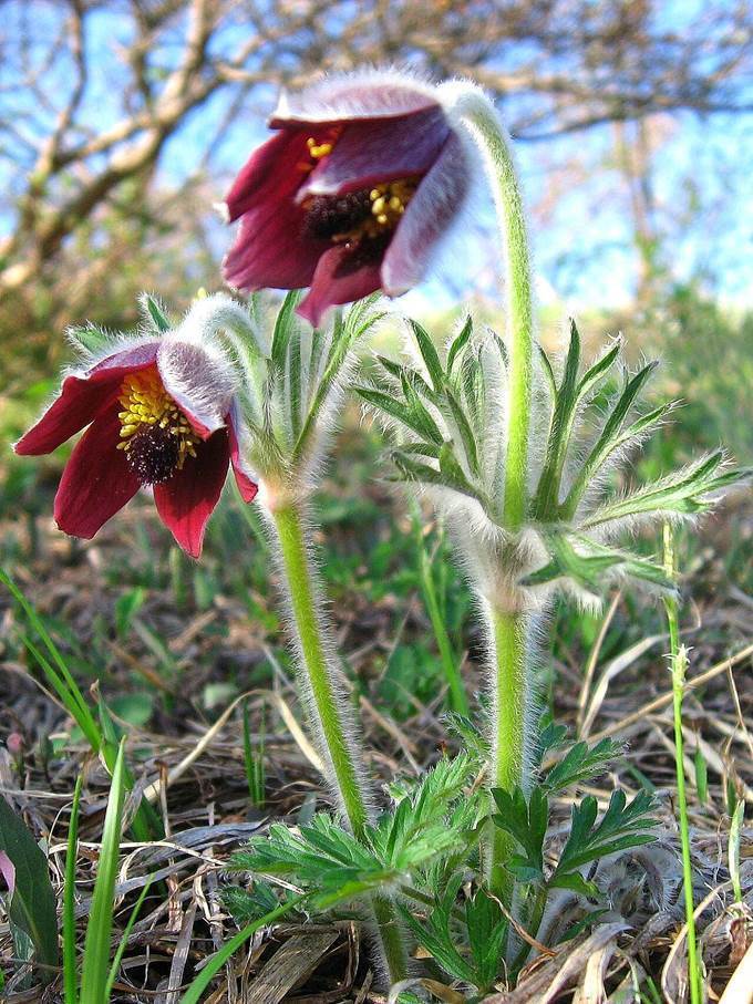 1280px-Pulsatilla_cernua_4~2.jpg