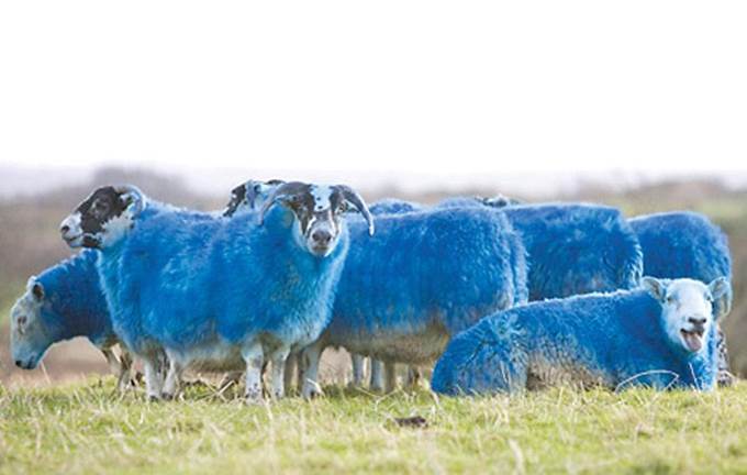Blue-sheep_20101119075009.jpg